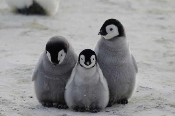 Copertina del progetto Pinguini e gelatai riuniti